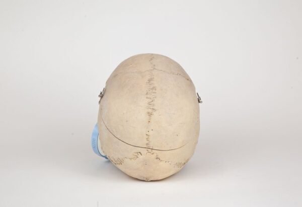 Medical Skull (0274) - Image 4
