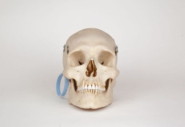 Medical Skull (0277)