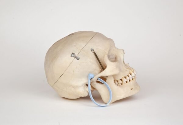 Medical Skull (0277) - Image 3