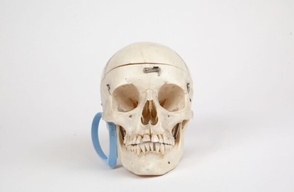 Medical Skull (0260)