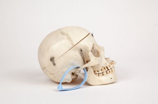 Medical Skull (0260) - Image 2