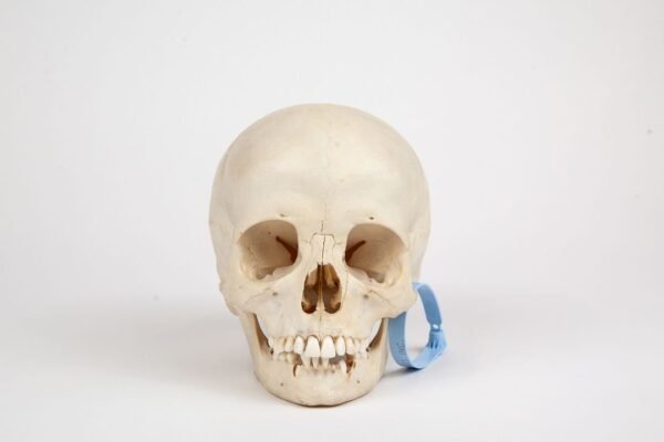 Uncut Pediatric Skull (0261)