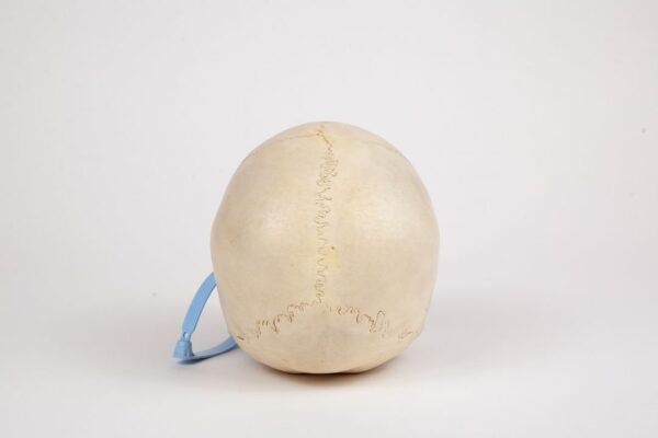 Uncut Pediatric Skull (0261) - Image 4