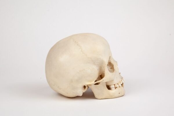 Uncut Pediatric Skull (0261) - Image 2