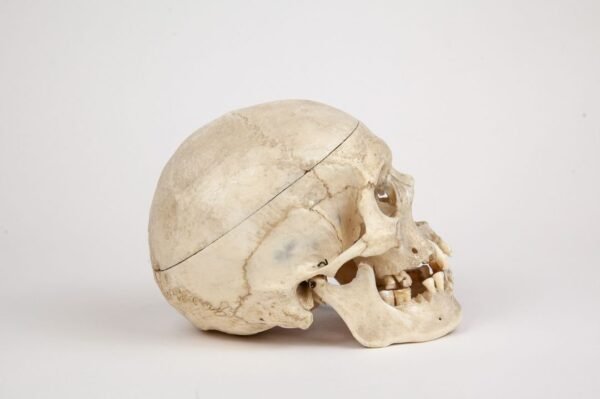 Medical Skull (0264 - Image 2