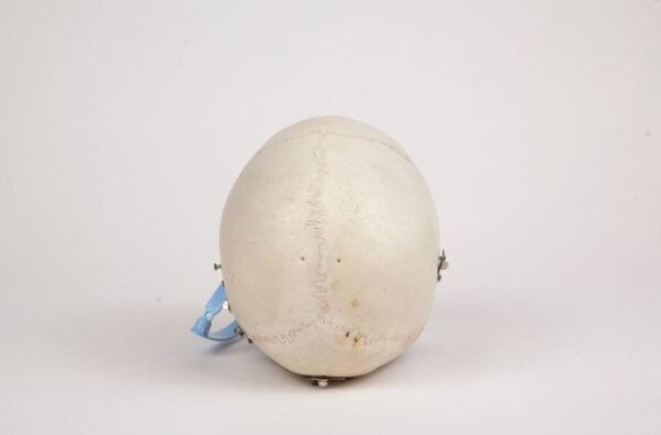 Adolescent Medical Skull (0265) - Image 4