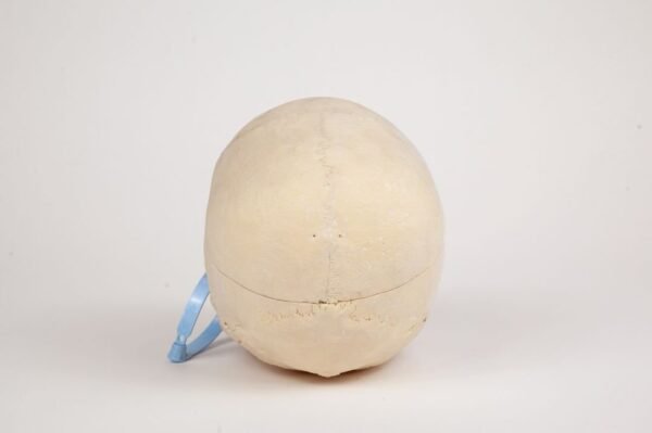 Geriatric Skull (0281) - Image 4