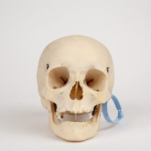 Uncut Geriatric Skull (0284)