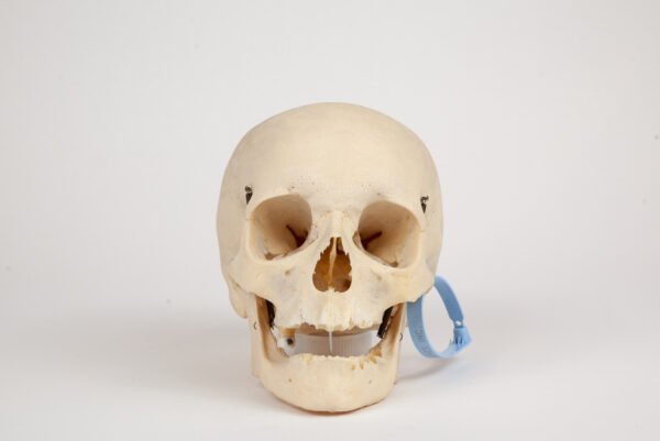 Uncut Geriatric Skull (0284)