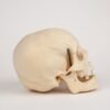 Uncut Geriatric Skull (0284) - Image 3