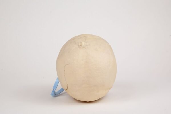 Uncut Geriatric Skull (0284) - Image 4
