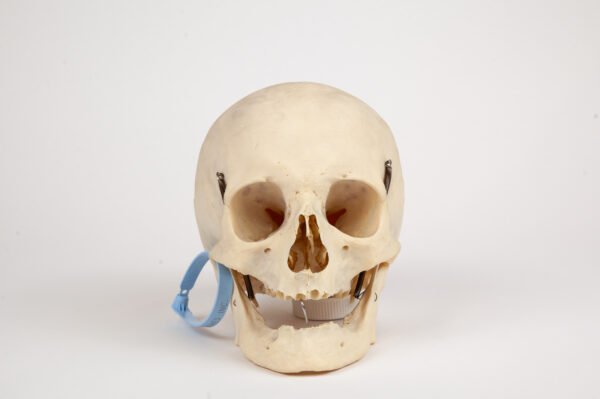 Uncut Geriatric Skull (0285)