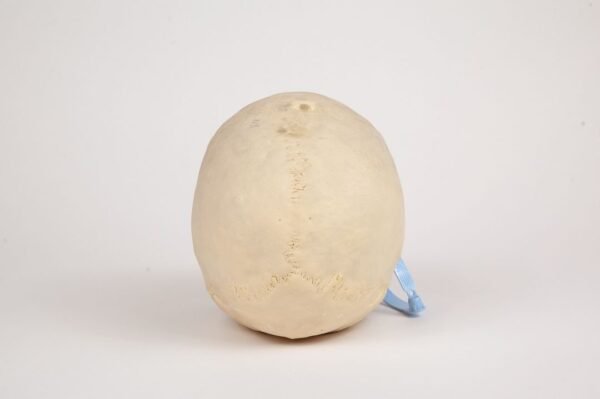 Uncut Geriatric Skull (0285) - Image 4
