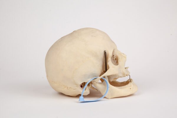 Uncut Geriatric Skull (0285) - Image 2