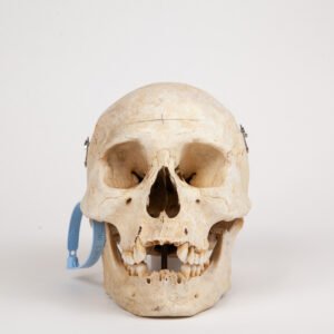 Medical Skull (0288)