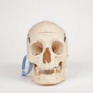 Medical Skull (0289)