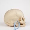 Uncut Geriatric Skull (0293) - Image 3