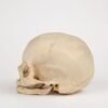 Uncut Geriatric Skull (0293) - Image 2
