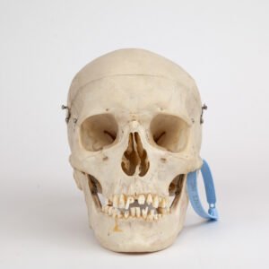 Medical Skull (0295)