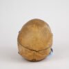 Medical Skull (0297)