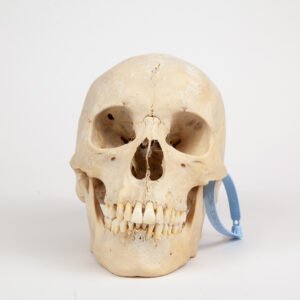 Uncut Medical Skull