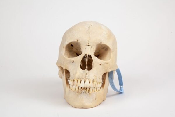 Uncut Medical Skull (0345) 