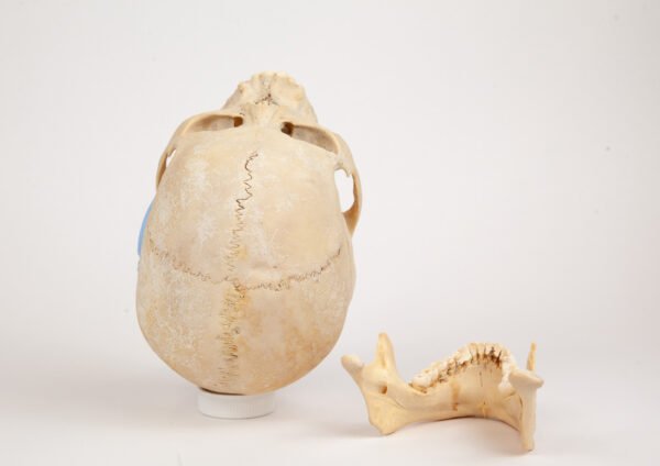 Uncut Medical Skull