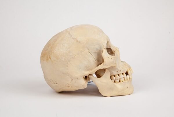 Uncut Medical Skull (0345)  - Image 2