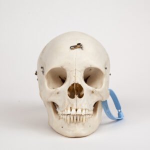 Adolescent Medical Skull (0265)