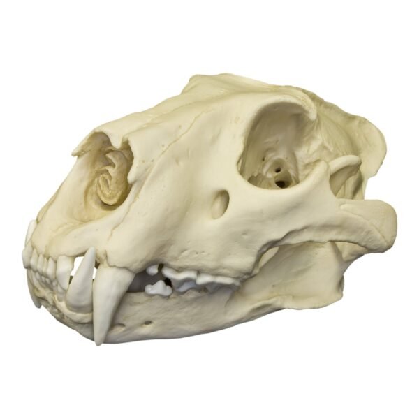 Replica African Lion Skull
054 - Image 2