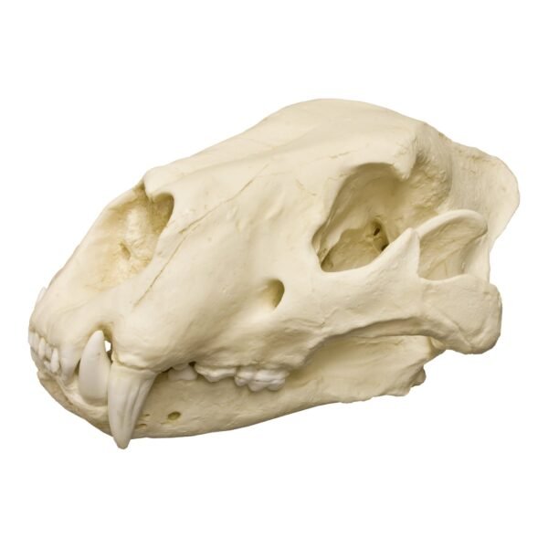 Replica American Lion Skull - Felis atrox - Image 3