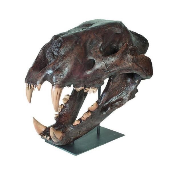 Replica American Lion Skull - Felis atrox - Image 2