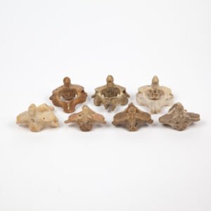 Axis Bone Teaching Set