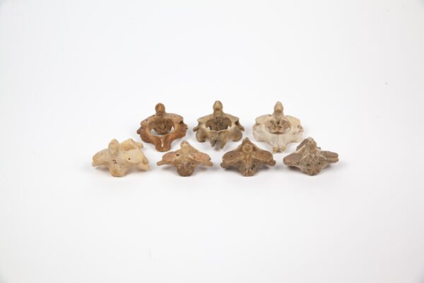 Axis Bone Teaching Set