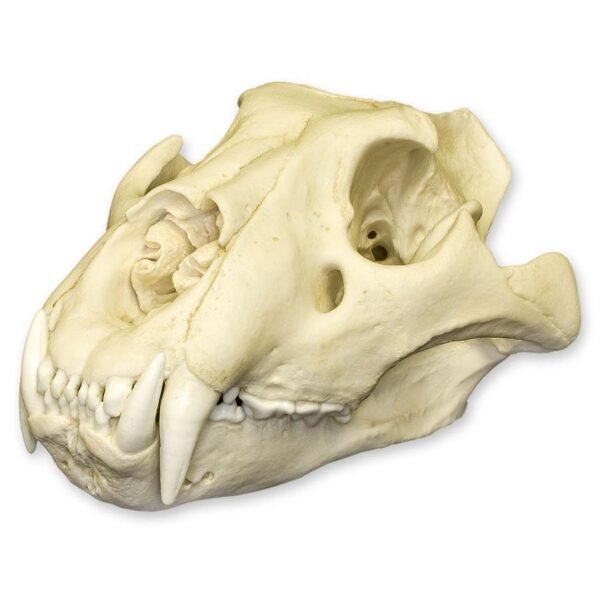 Replica African Lion Skull - Extra Large - Image 4