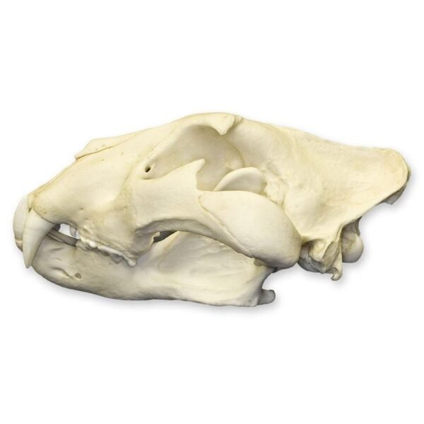 Replica African Lion Skull - Extra Large - Image 3