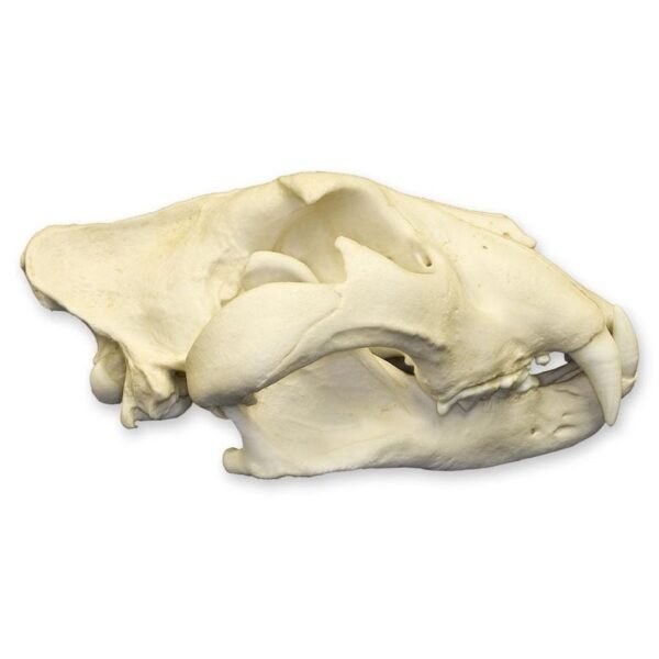 Replica African Lion Skull - Extra Large - Image 2