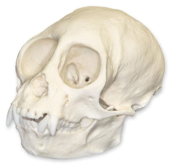 Replica Squirrel Monkey Skull

BC-320