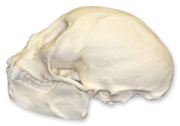 Replica Squirrel Monkey Skull

BC-320 - Image 2