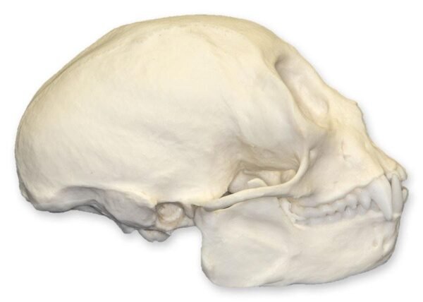 Replica Squirrel Monkey Skull

BC-320 - Image 3