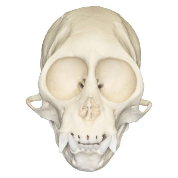 Replica Squirrel Monkey Skull

BC-320 - Image 4