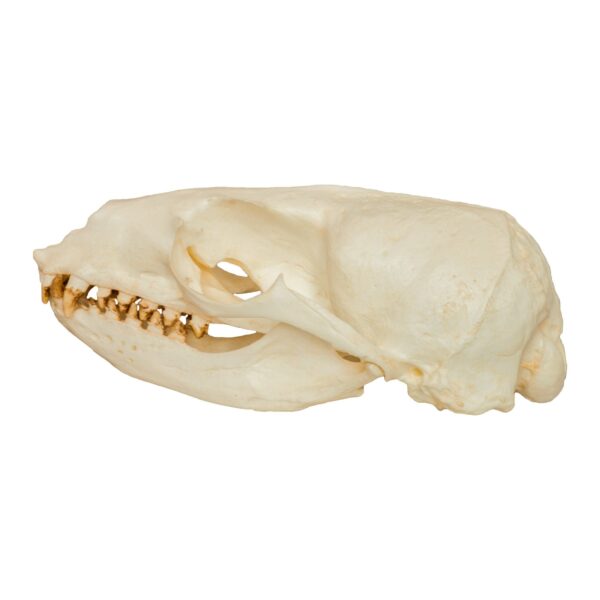 Replica California Sea Lion Skull - Female - Image 4