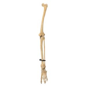 Left Leg

5472