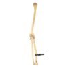 Humerus, Radius, and Ulna

26126 - Image 2