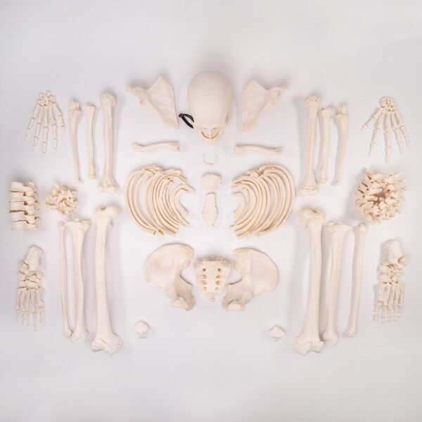 Skeleton - Custom Disarticulated

 SHN-50 - Image 2