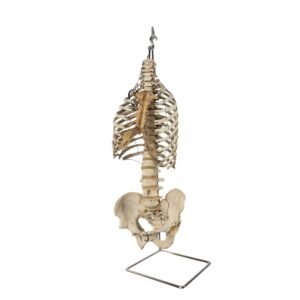 Torso and Pelvis on Stand