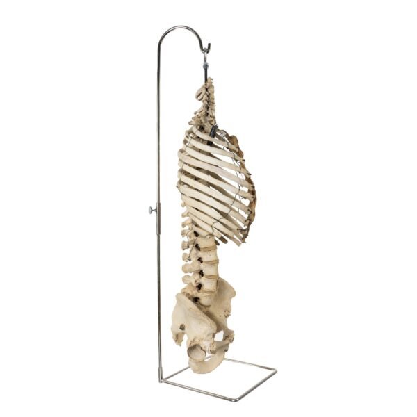 Torso and Pelvis on Stand - Image 2