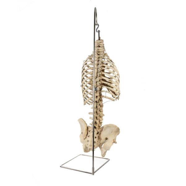 Torso and Pelvis on Stand - Image 3