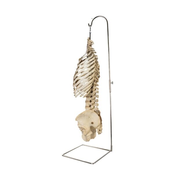 Torso and Pelvis on Stand - Image 4