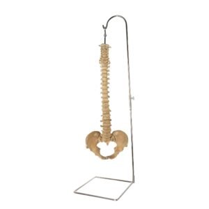 Spine and Pelvis on Stand

25635